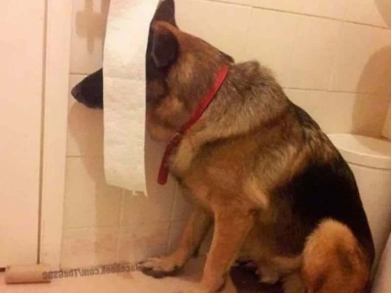 Hilarious Moments When Animals Take Complete Control