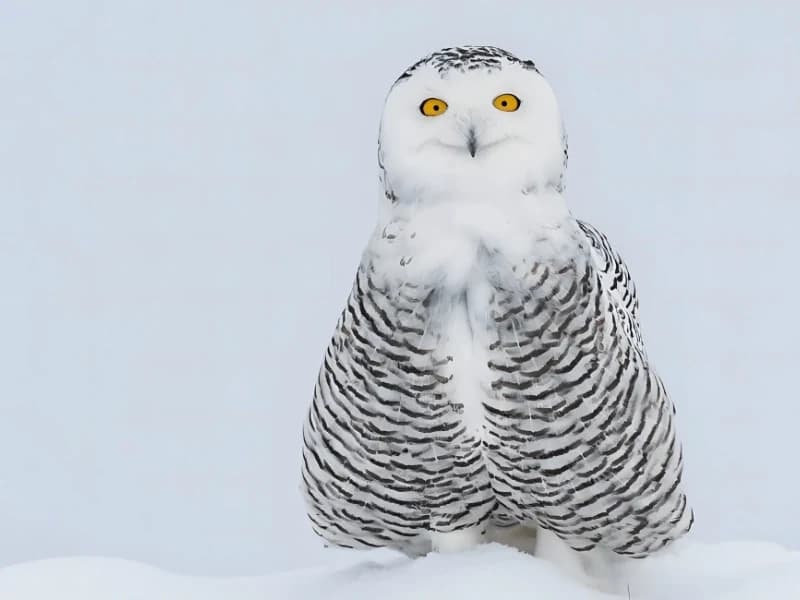Hilarious Moments When Animals Take Complete Control