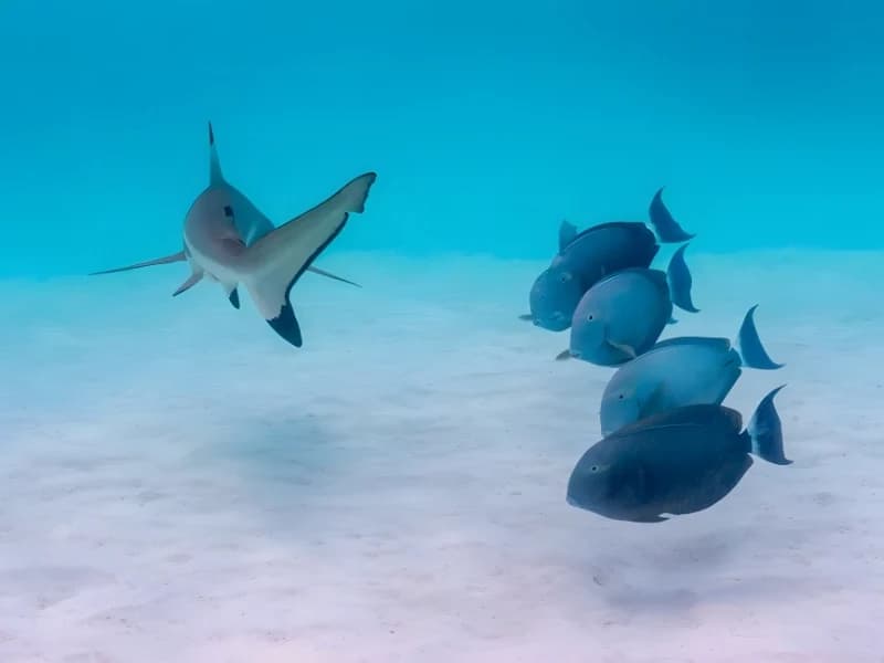 Hilarious Moments When Animals Take Complete Control