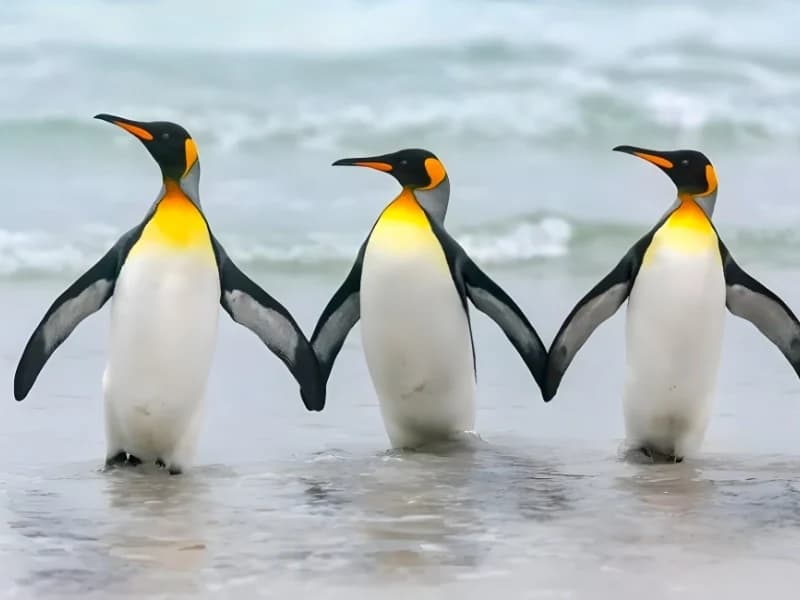 Hilarious Moments When Animals Take Complete Control