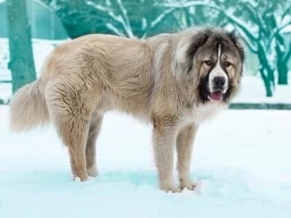 Hilarious Moments When Animals Take Complete Control