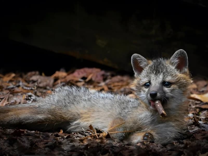 Hilarious Moments When Animals Take Complete Control