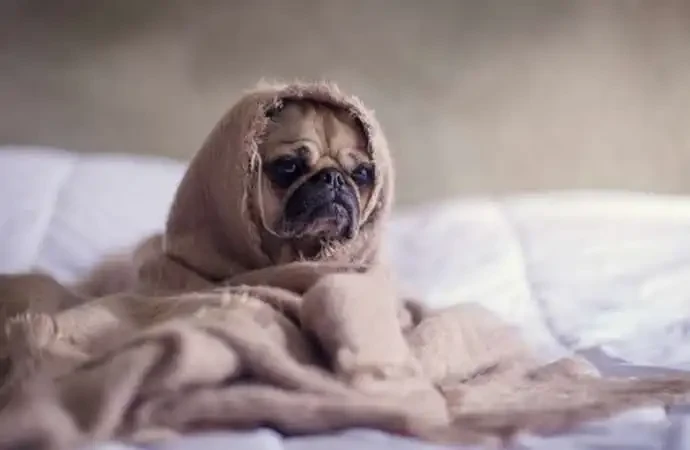 How Dogs Know A Storm Is Coming