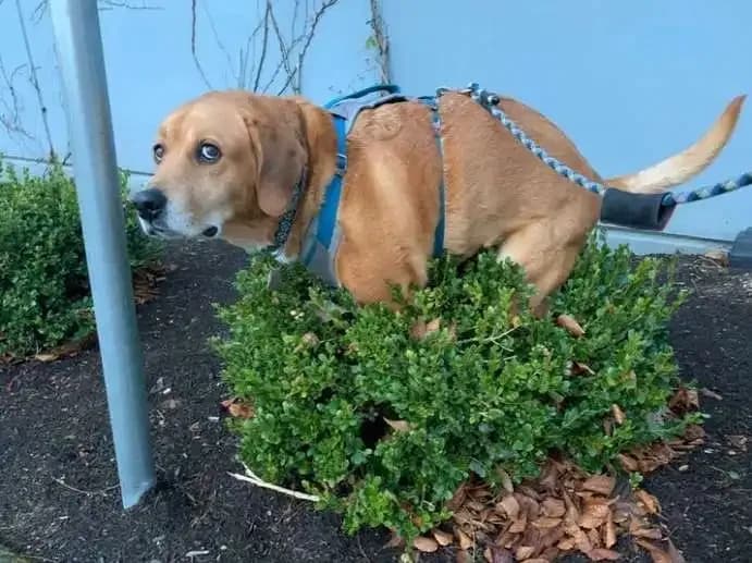 Why Dogs Lock Eyes