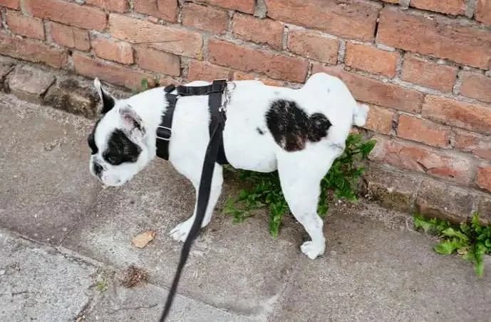 Why Dogs Mark Their Territory