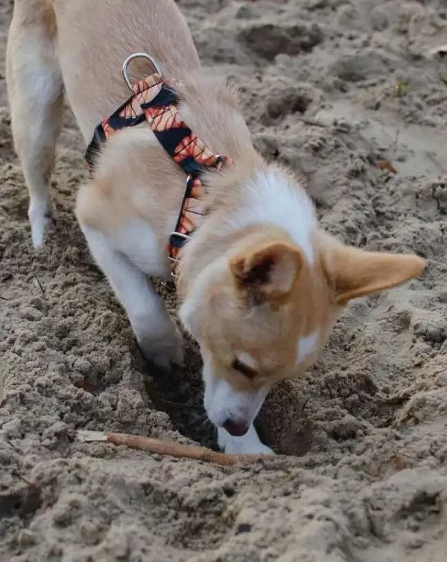 Why Dogs Bury Bones
