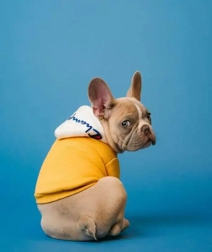 Why Dogs Scoot