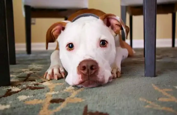 Why Dogs Low Growl