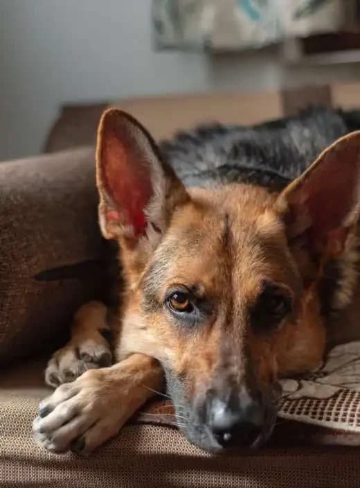 Why Dogs Sniff
