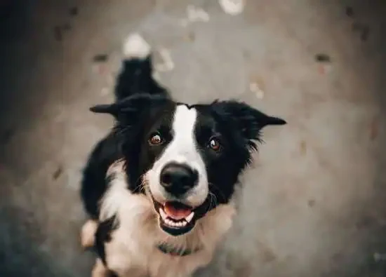 How Many Teeth Dogs Have