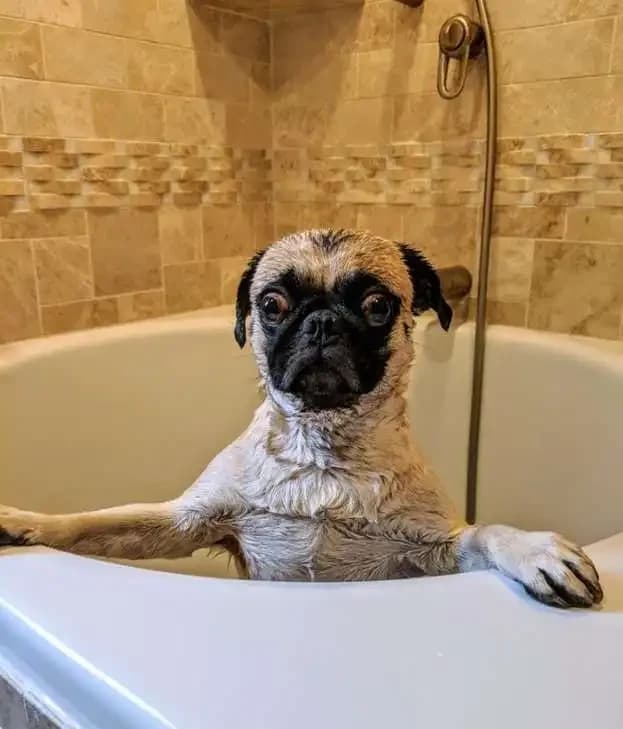 The Reason Dogs Get Excited After Baths