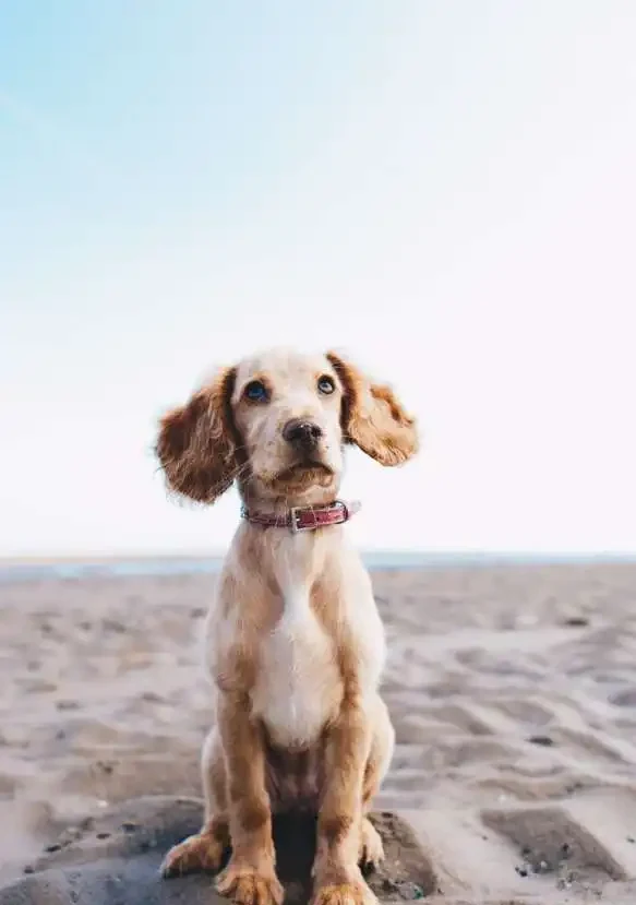 Why Dogs Kick After They Do Their Business