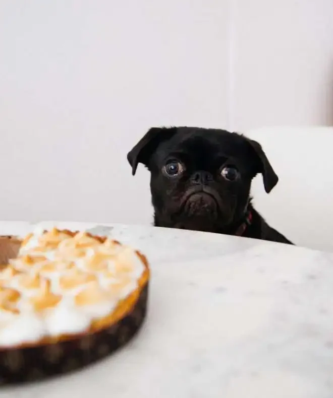 Why Dogs Can't Have Chocolate
