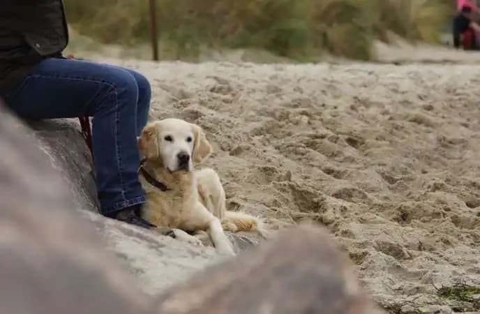 Why Dogs Sit On Top Of Your Toes