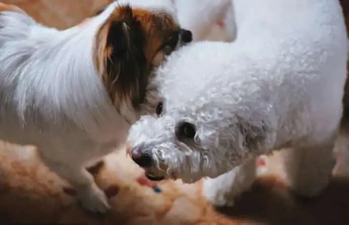 Do Dogs Understand Us