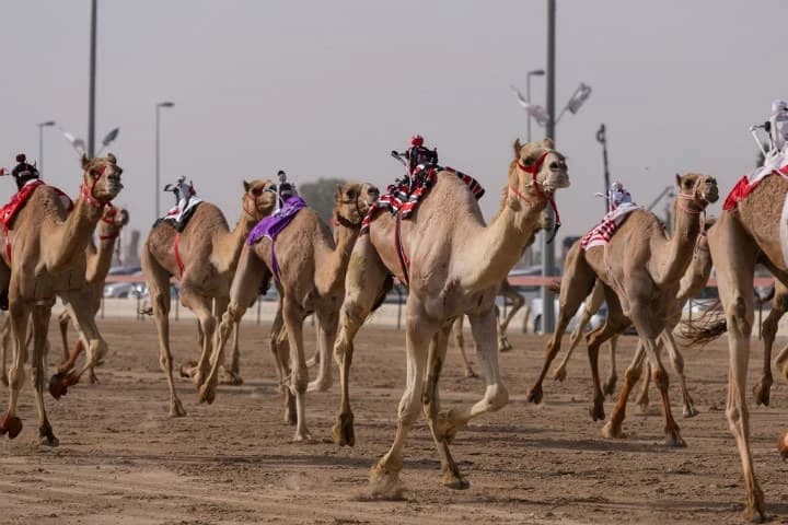 New Camel Jockeys