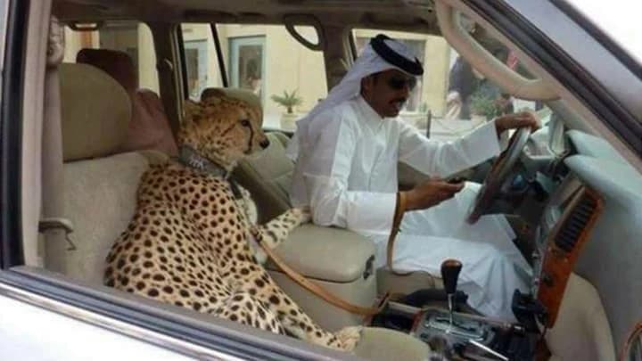 Exotic Pets As Status Symbols