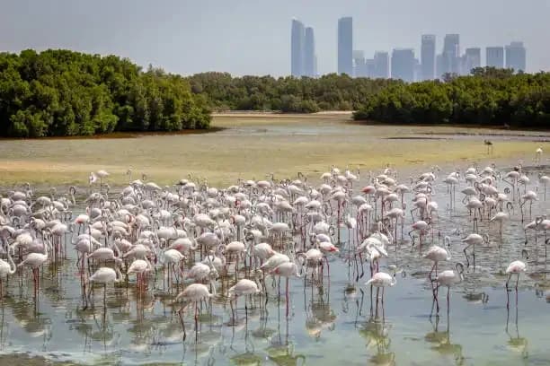 Ras Al Khor Wildlife Sanctuary