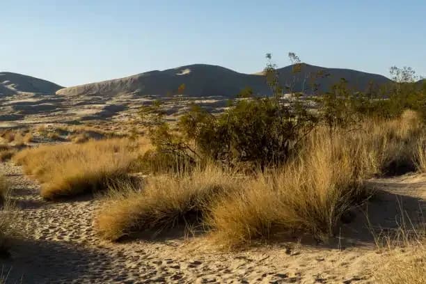 Al Marmoom Desert Conservation Reserve