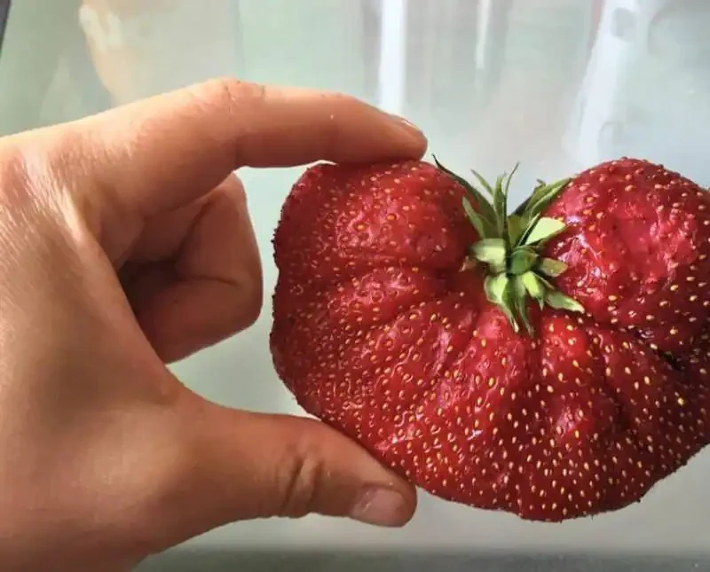Fresas