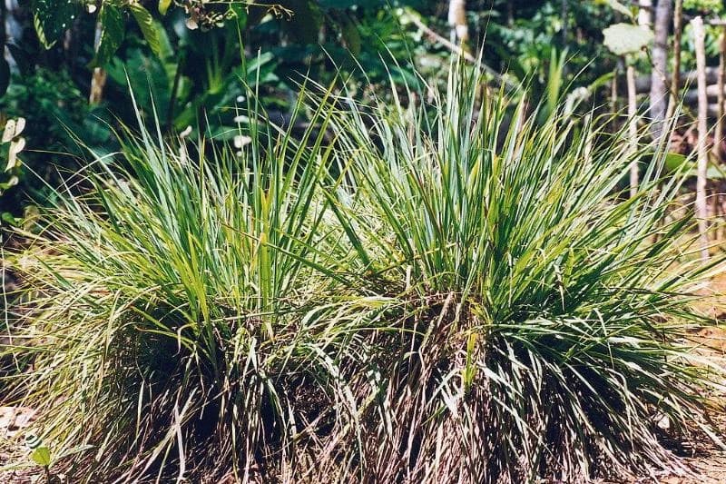 lemongrass plants growing outside