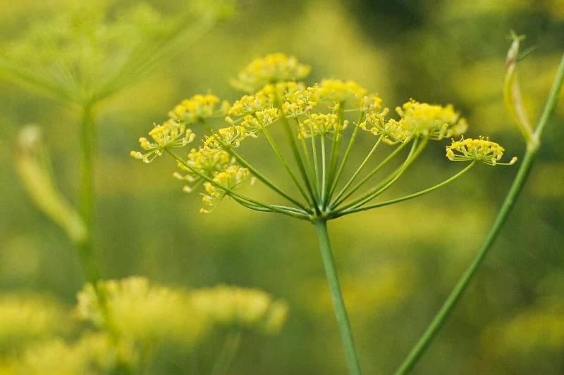 fennel yellow plant