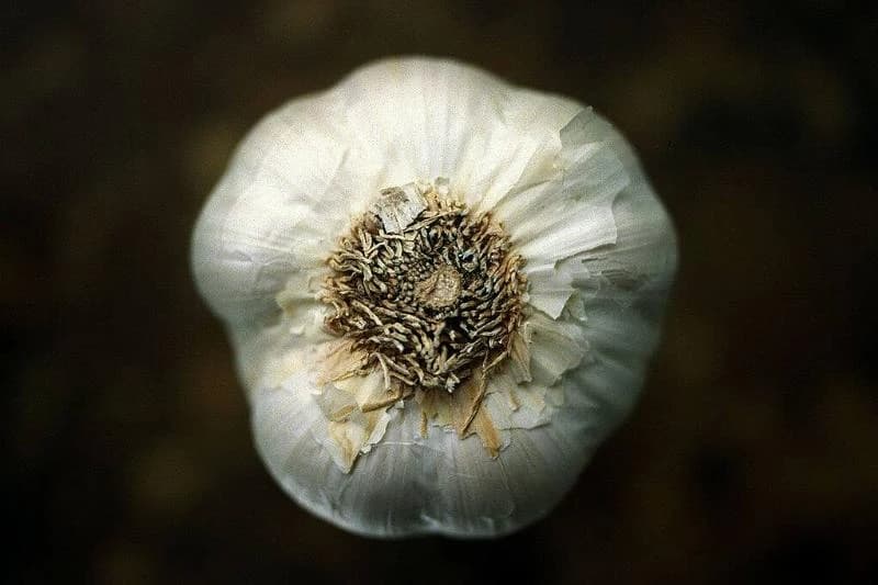 garlic bulb with dark background
