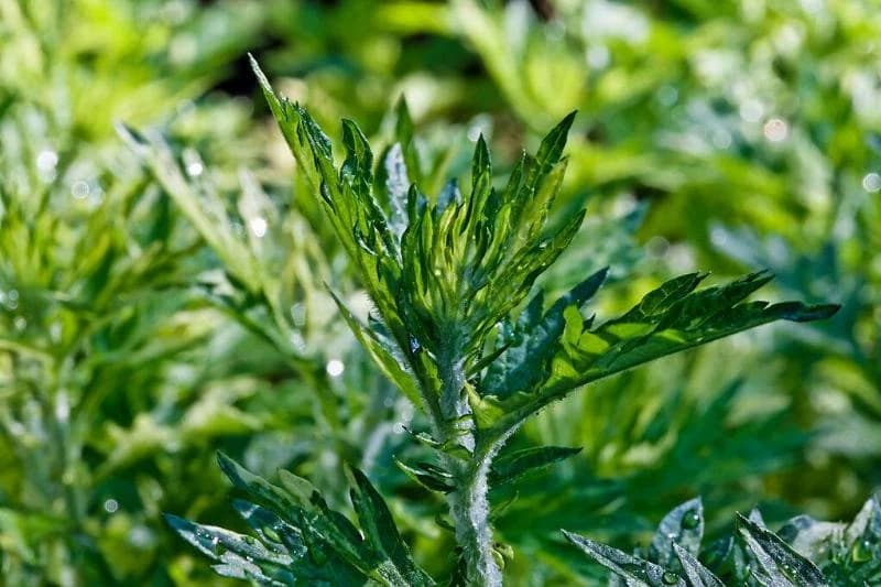 wormwood plant growing outside