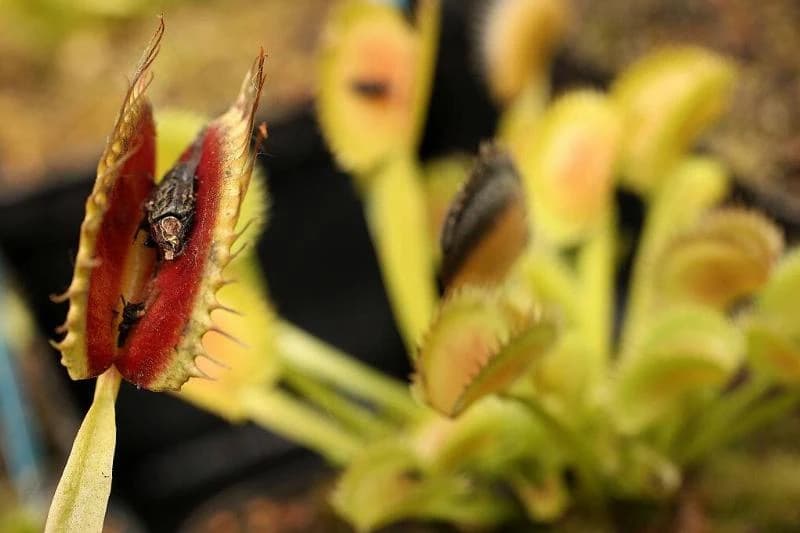 a venus fly trap consumes a fly