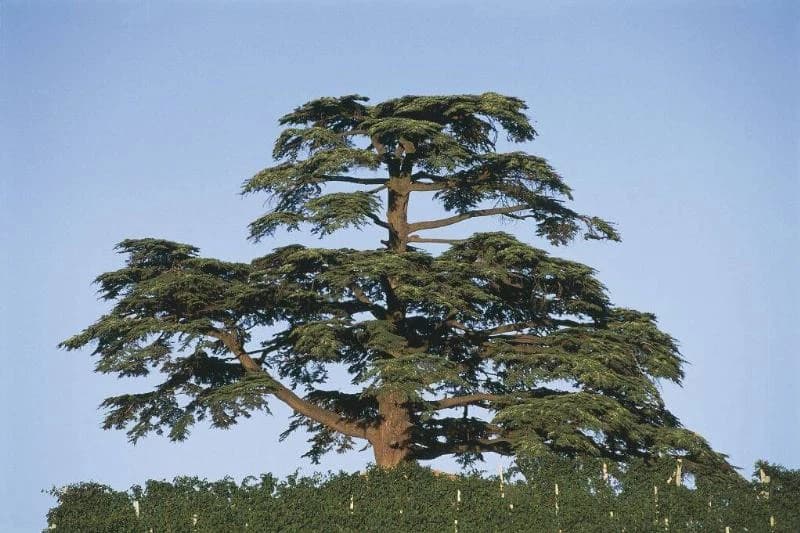 cedar tree growing outside