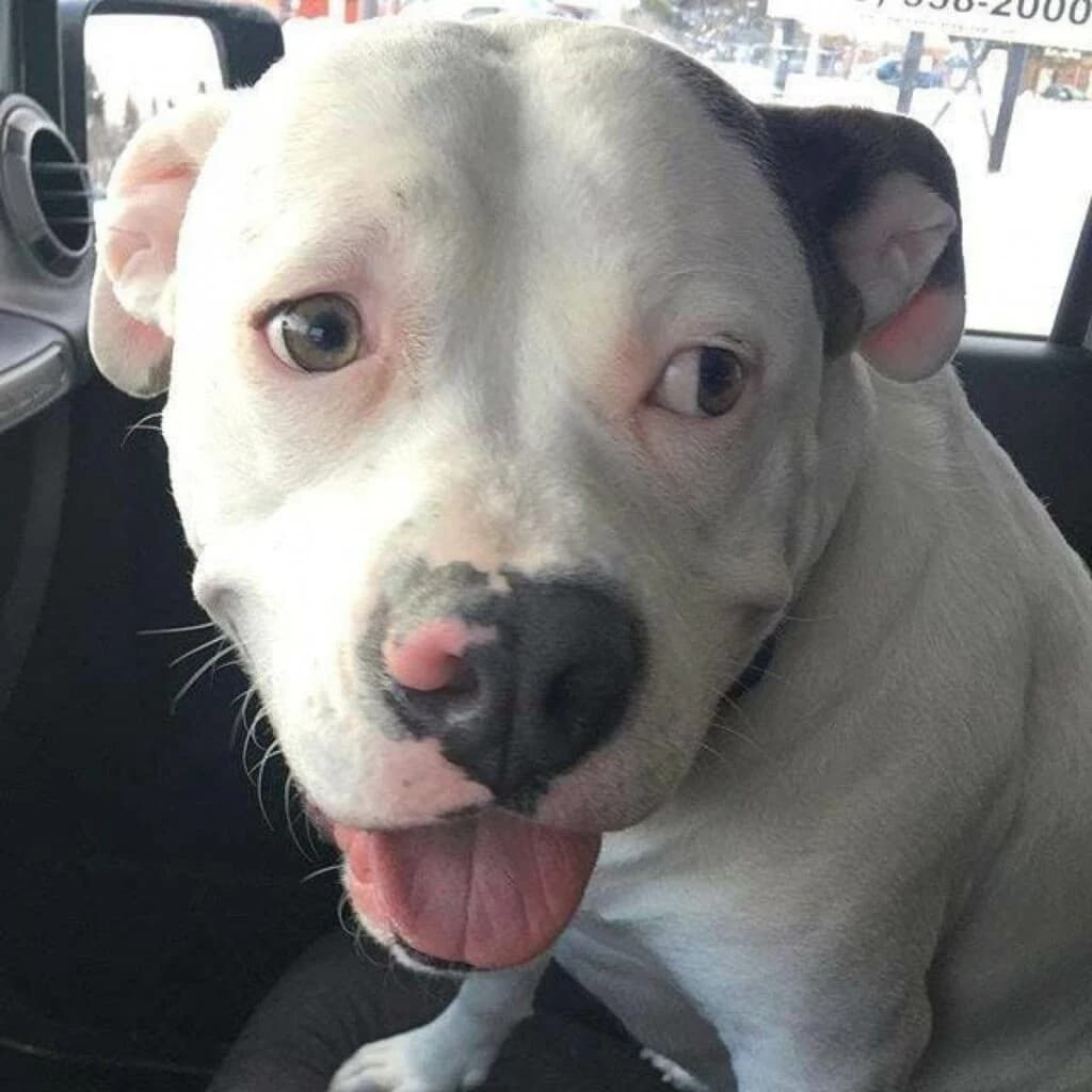 This Man Took a Selfie With His Dog And The Police Showed Up Immediately