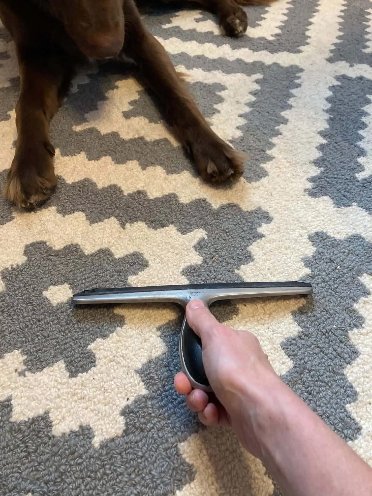 Remove Unwanted Pet Hair Using A Squeegee